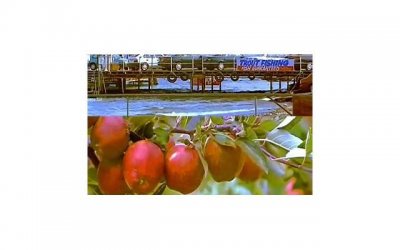 ​酥皮月饼，酥皮月饼面皮的做法和配方