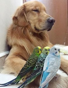 ​这八大优秀的伴侣犬，你有一只吗？