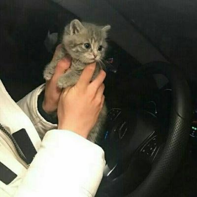 高冷动物微信头像高清可爱小猫咪