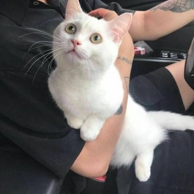 高冷动物微信头像高清可爱小猫咪