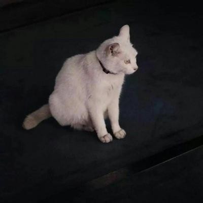 高冷动物微信头像高清可爱小猫咪