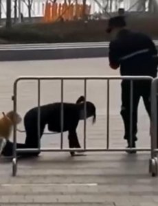 ​深圳一女子跪地戴链同狗爬行？警方：已批评教育