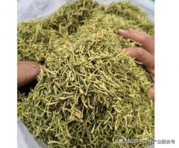 ​高鹏说药材：金银花种植前景依然看好
