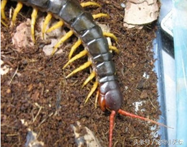 恐怖的越南巨人蜈蚣,毒蛇也是它的盘中餐,你敢拿它当宠物么?
