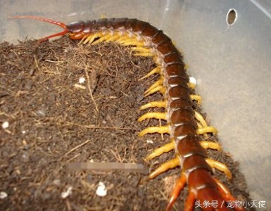 ​恐怖的越南巨人蜈蚣，毒蛇也是它的盘中餐，你敢拿它当宠物么？