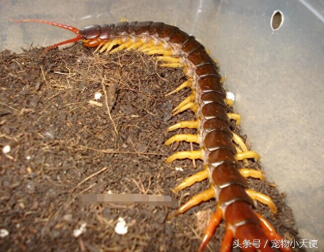 恐怖的越南巨人蜈蚣,毒蛇也是它的盘中餐,你敢拿它当宠物么?