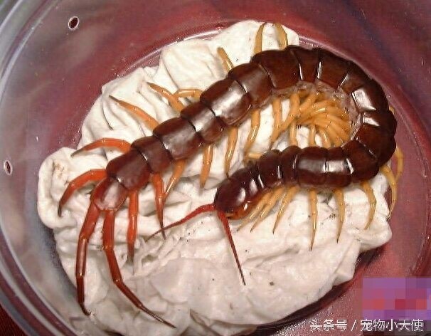 恐怖的越南巨人蜈蚣,毒蛇也是它的盘中餐,你敢拿它当宠物么?