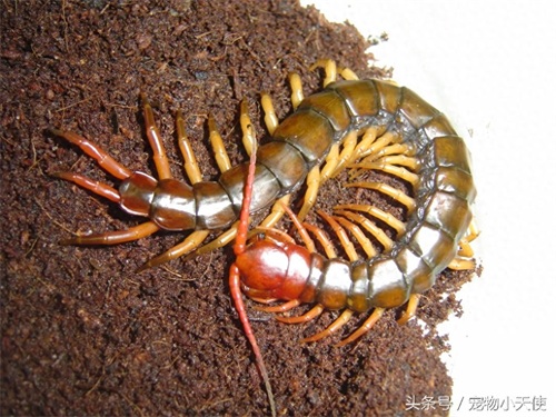 恐怖的越南巨人蜈蚣,毒蛇也是它的盘中餐,你敢拿它当宠物么?