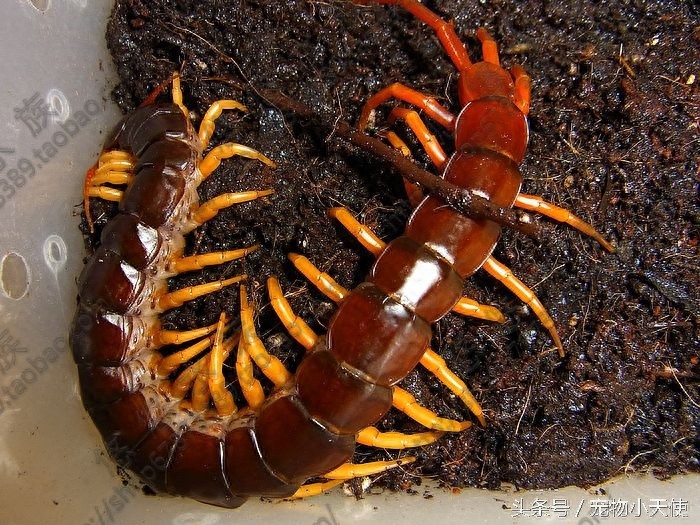 恐怖的越南巨人蜈蚣,毒蛇也是它的盘中餐,你敢拿它当宠物么?