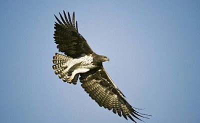 ​非洲猛雕到底有多凶猛？连狮子幼崽也敢吃，却被蜜獾掏窝