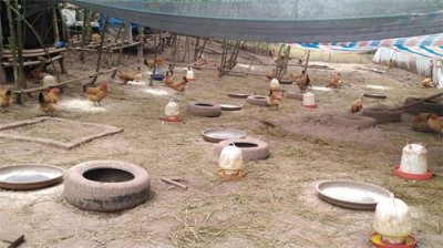 ​“一入禽门深似海”，土鸡养殖的利润点在哪，返乡创业你期待吗