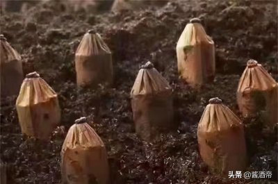 ​什么是洞藏酒？什么是窖藏酒？