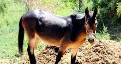 ​骡子怀孕必死？骡子为什么无法生育？其实都是“马和驴”惹的祸