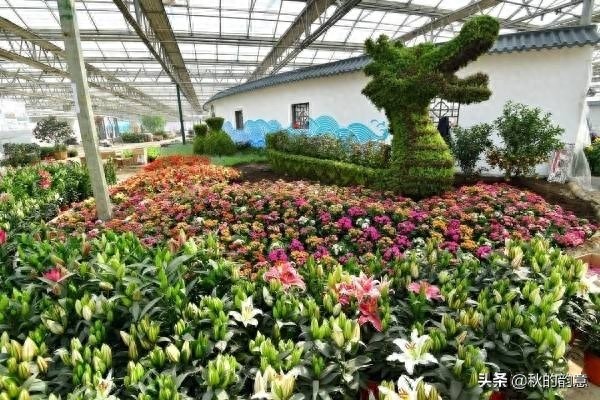 昌平北京农业嘉年华草莓博览园,园区精品馆看到罕见的珍贵品种