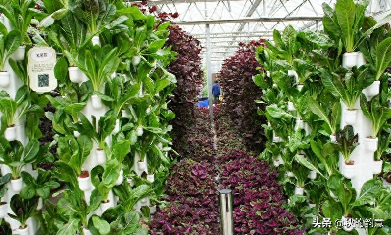 昌平北京农业嘉年华草莓博览园,园区精品馆看到罕见的珍贵品种