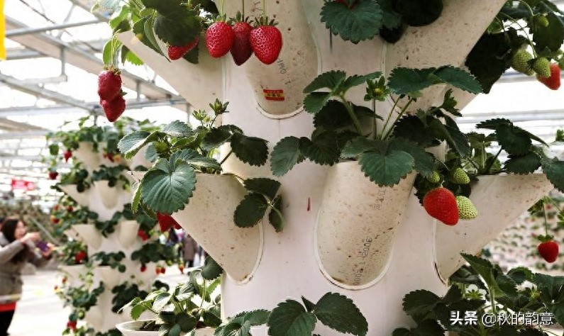 昌平北京农业嘉年华草莓博览园,园区精品馆看到罕见的珍贵品种