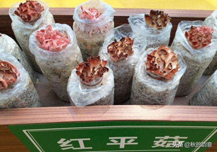 昌平北京农业嘉年华草莓博览园,园区精品馆看到罕见的珍贵品种