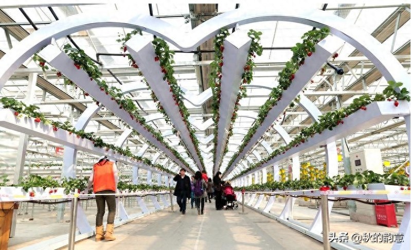 昌平北京农业嘉年华草莓博览园,园区精品馆看到罕见的珍贵品种