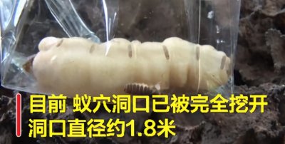 ​白蚁蚁后长到了5厘米，带着子孙祸害建筑，它们能有什么优点？