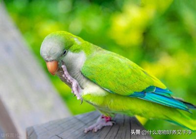 ​什么鸟说话能力最强！首选黑八哥不是和尚鹦鹉！说话能力强的鹦鹉