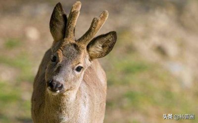 东北第一“神兽”傻狍子,到底有多“傻”?傻到这份上都没灭绝