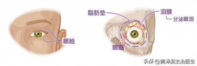 ​认识我们的器官——眼睛篇