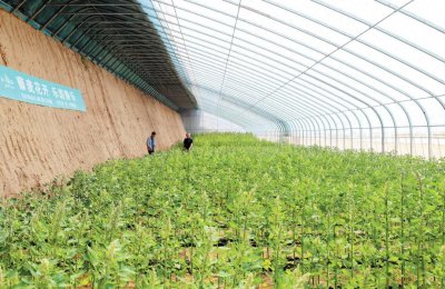 ​擦亮金字招牌 做好“特”“优”文章——忻州杂粮产业高质量发展新观察