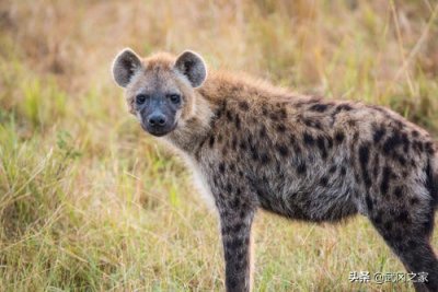 野生动物之鬣狗