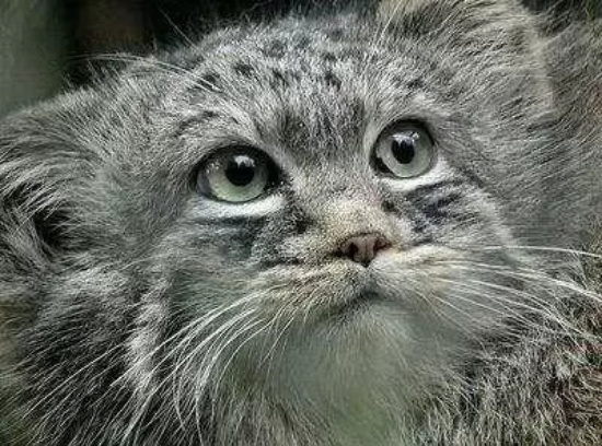 国内唯一圈养雄性兔狲，孙思邈被鸡肉卡喉身亡，意外还是人祸？