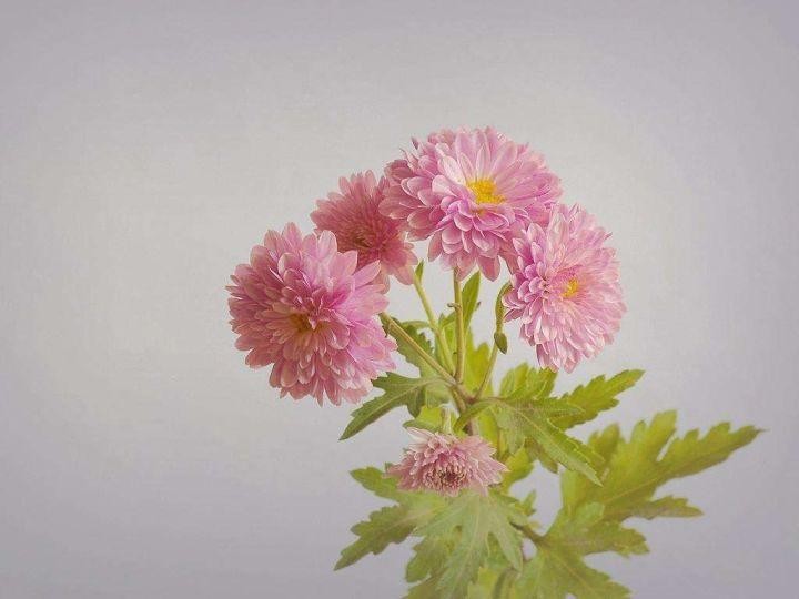 德云社周年庆典完整版（天津德云社成立一周年庆典）