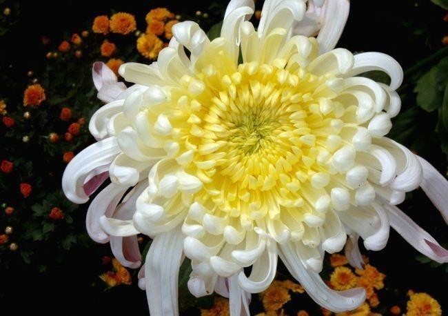 德云社周年庆典完整版（天津德云社成立一周年庆典）