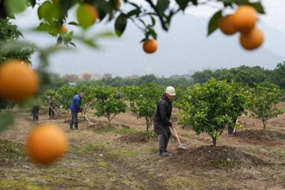 ​高质量发展调研行丨浙江台州：黄岩蜜橘的“裂变”