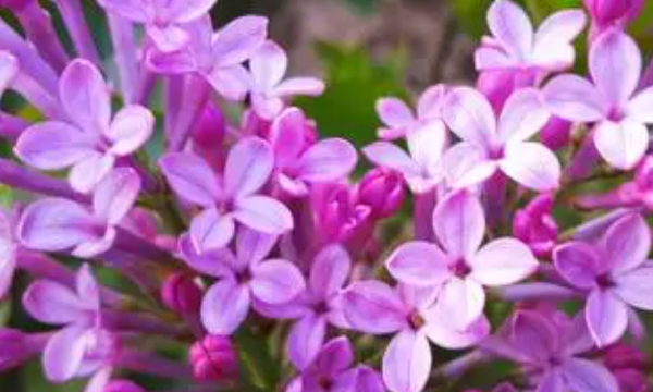 什么色的丁香花填词语,形容丁香花的词语图3