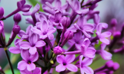 ​什么色的丁香花填词语,形容丁香花的词语