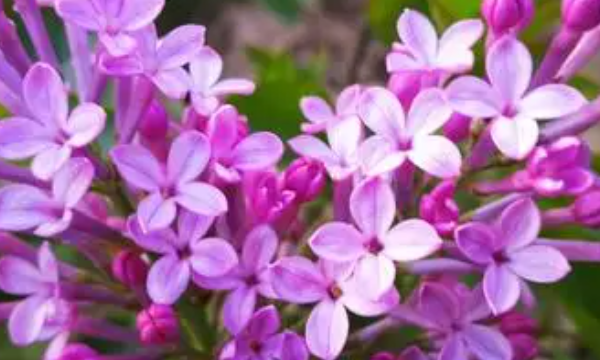 什么色的丁香花填词语,形容丁香花的词语图5