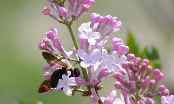 什么色的丁香花填词语,形容丁香花的词语图4