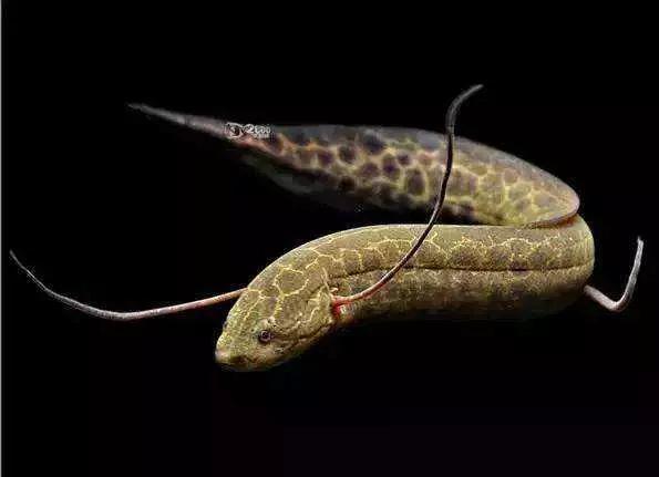 哪种鱼没有水还能活很久(不吃不喝睡3年仍能存活的鱼)(2)