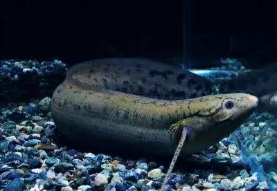 哪种鱼没有水还能活很久(不吃不喝睡3年仍能存活的鱼)(11)