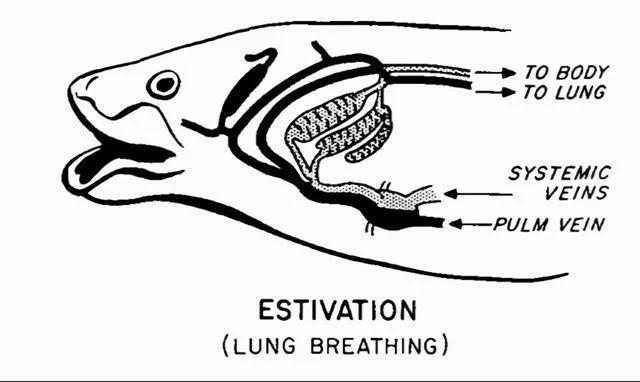 哪种鱼没有水还能活很久(不吃不喝睡3年仍能存活的鱼)(6)
