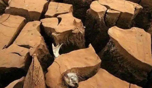 哪种鱼没有水还能活很久(不吃不喝睡3年仍能存活的鱼)(9)