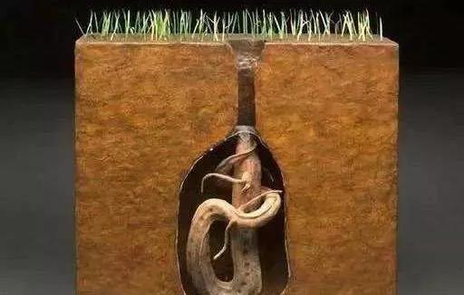 哪种鱼没有水还能活很久(不吃不喝睡3年仍能存活的鱼)(7)