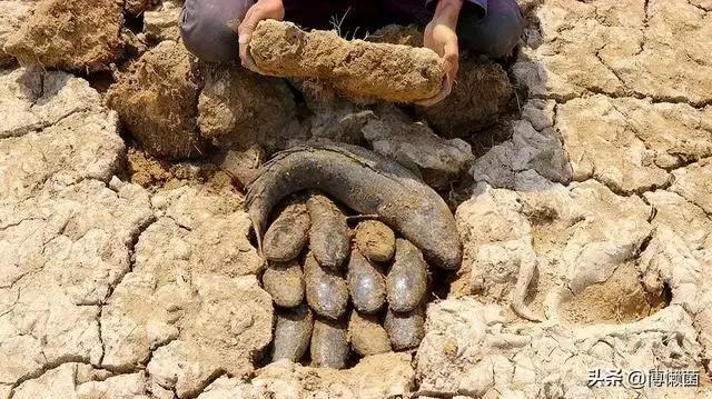 哪种鱼没有水还能活很久(不吃不喝睡3年仍能存活的鱼)(3)