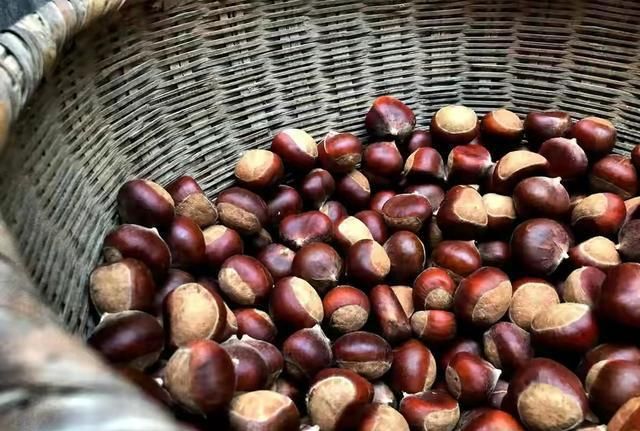 熟板栗可以放多久不坏