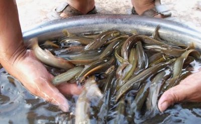 ​无土养殖泥鳅技术（泥鳅无土养殖技术要点都有哪些）