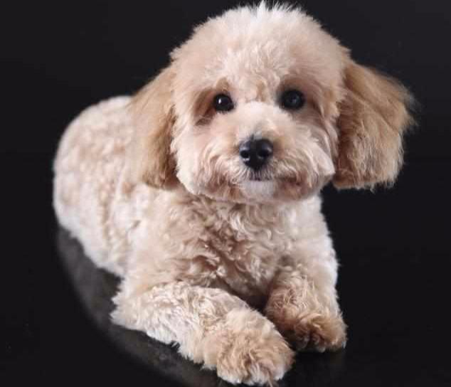 泰迪最怕什么手势(让泰迪恐惧的几种惩罚方式)(7)