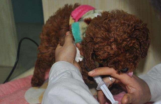 泰迪最怕什么手势(让泰迪恐惧的几种惩罚方式)(5)