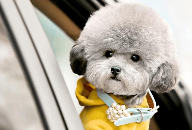 泰迪最怕什么手势(让泰迪恐惧的几种惩罚方式)(4)