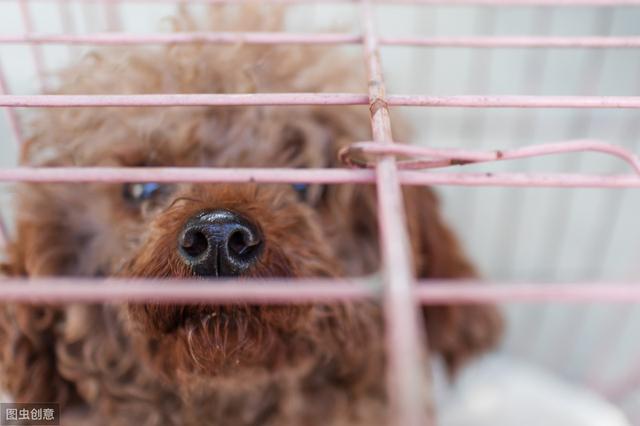 泰迪最怕什么手势(让泰迪恐惧的几种惩罚方式)(2)