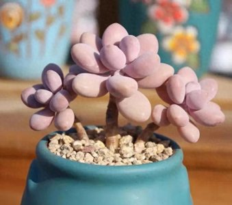 100种多肉,图名并茂,个个漂亮塞鲜花,看看你喜欢哪一款