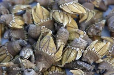 一渔民整理的海鲜大全,以后再也不怕不认识海鲜了